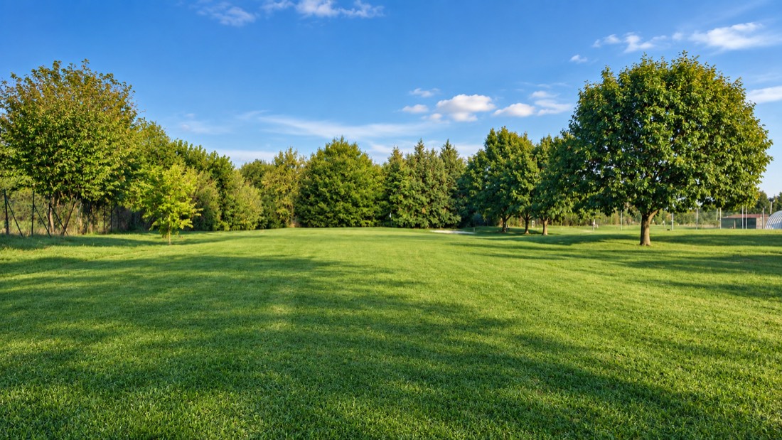 Il prato del campo con gli alberi sul fondo